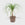 Public Goods Houseplants Ponytail Palm