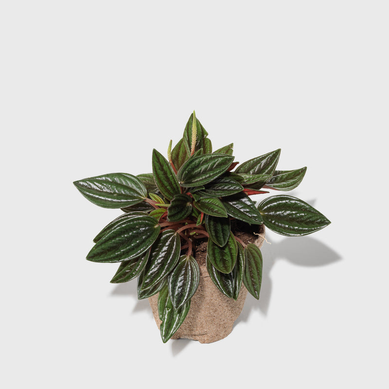 House Plant Dropship Indoor Plants 170-041-018-011 - Peperomia 'Rosso' - 4" Pot