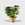 House Plant Dropship Indoor Plants Philodendron 'Birkin' 6