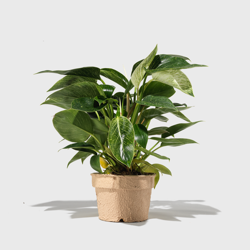 House Plant Dropship Indoor Plants Philodendron 'Birkin' 6"